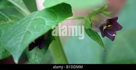 Un gros plan de la plante en fleur de belladone aussi connu sous le nom de belladone Banque D'Images