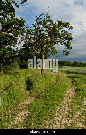 Scène rurale près de Leigh, Kent, Angleterre Banque D'Images