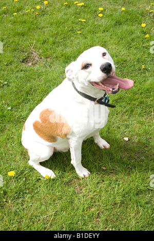 Chien croisé avec sa langue sortie, Hampshire Angleterre Banque D'Images