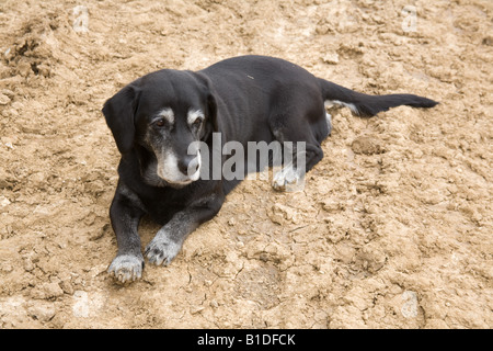 Chien Noir rocé Hampshire Angleterre Banque D'Images