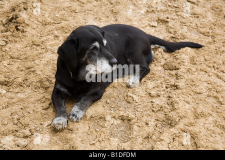 Chien Noir rocé Hampshire Angleterre Banque D'Images