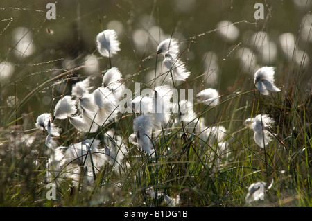 Têtes de graine de coton a l'herbe pousse dans une tourbière dans le New Forest Banque D'Images