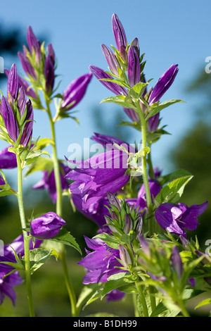 Milky bellflower (Campanula lactiflora) Banque D'Images