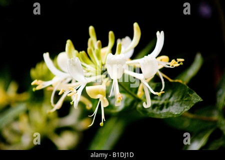 Wild Honeysuckle Lonicera periclymenum Banque D'Images