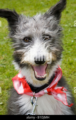 Un merle noir & blanc lurcher, qui est le descendant d'un lévrier accouplé avec une autre race de chien de sauvetage, le port de foulard rouge. Banque D'Images