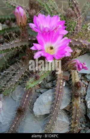 Lady Finger, Cactus Echinocereus pentalophus, Cactaceae. Banque D'Images