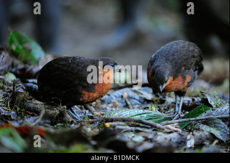 En bois foncé de secours-quail Odontophorus melanonotus Mindo adultes Andes Equateur Amérique du Sud Janvier 2008 Banque D'Images