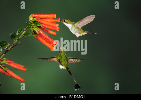 Démarré Racket-queue Ocreatus underwoodii colibris alimentation mâle et femelle d'une fleur Mindo Equateur Andes en Amérique du Sud Banque D'Images