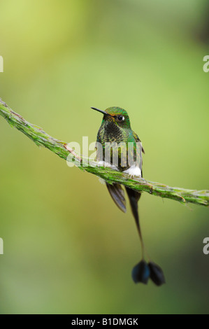 Démarré Racket-colibri Ocreatus underwoodii queue homme perché Mindo Equateur Andes en Amérique du Sud Janvier 2008 Banque D'Images