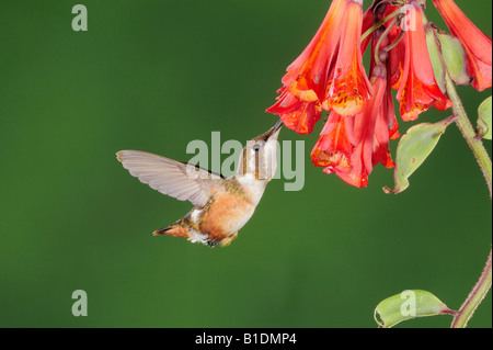 White-bellied Hummingbird Woodstar mulsant Chaetocercus se nourrissant de fleurs femelles Bomarea Papallacta Equateur Andes en Amérique du Sud Banque D'Images