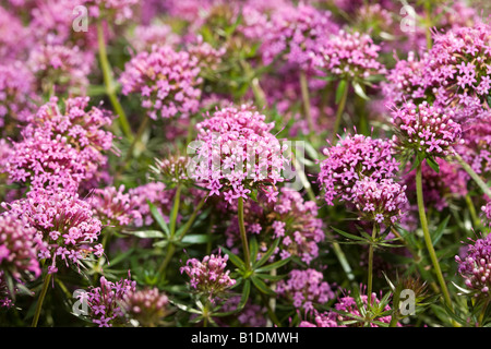 (Crosswort Phuopsis stylosa) Banque D'Images