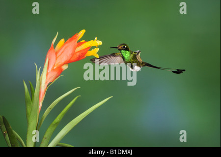 Démarré Racket-queue Ocreatus underwoodii colibris alimentation mâle de la fleur des broméliacées Mindo Equateur Andes en Amérique du Sud Janvier Banque D'Images