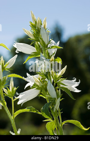 Milky bellflower (Campanula lactiflora) Banque D'Images