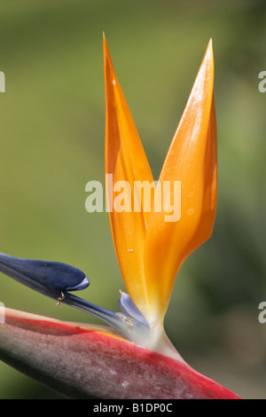 Bird of Paradise Flower Sterlitzia Reginae Banque D'Images