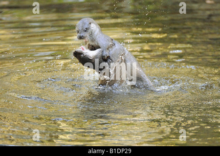 Deux loutres eurasien - combats dans l'eau / Lutra lutra Banque D'Images