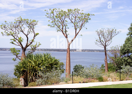 Boabs (Adansonia gregorii) arbre à Kings Park à Perth en Australie occidentale Banque D'Images