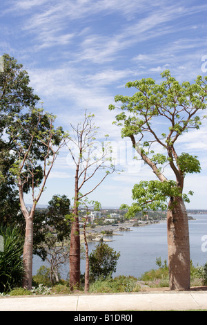 Boabs (Adansonia gregorii) arbre à Kings Park à Perth, Australie occidentale Banque D'Images