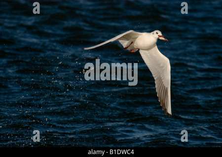 Les plaines côtières d'Israël Mouette rieuse Larus ridibundus Black s'envoler avec un tilapia dans son bec les bassins de poissons de pêche Banque D'Images