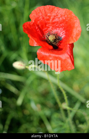 Close-up de pavot dans un champ vert Banque D'Images