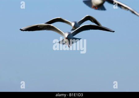 Les plaines côtières d'Israël Mouette rieuse Larus ridibundus Black planant au-dessus des étangs à poissons en recherche de fish Banque D'Images