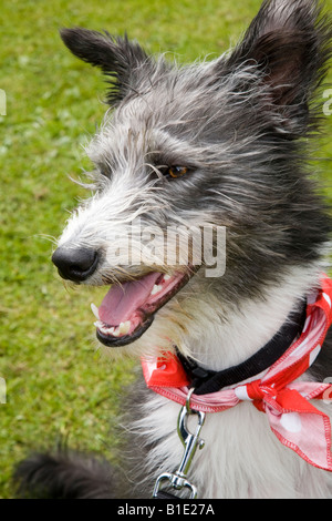 Un merle noir & blanc lurcher, qui est le descendant d'un lévrier accouplé avec une autre race de chien de sauvetage, le port de foulard rouge. Banque D'Images