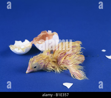 L'ÉCLOSION CHICK HY LINE Leghorn blanche LAYER Banque D'Images