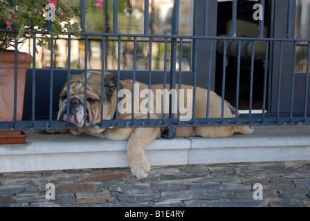 Chien mignon sur balcon Banque D'Images