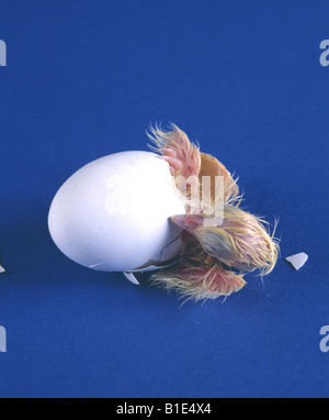 L'ÉCLOSION HY LINE Leghorn blanche POUSSIN COUCHE STUDIO Banque D'Images