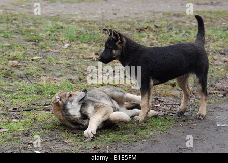 Deux jeunes chiens jouant dans un parc Moscou Russie Banque D'Images