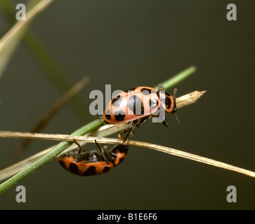 Coccinelle maculée, LADY BUG OU COCCINELLE (CERATOMEGILLA COLEMEGILLA ; MACULATA MACULATA) adultes ; PREDATOR bénéfiques ; Banque D'Images