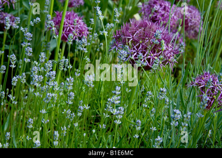 L'Allium cristophii oignon Persique Étoile de Perse Allium albopilosum Hidecote lavande et Banque D'Images