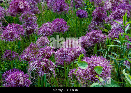 L'Allium cristophii oignon Persique Étoile de Perse Allium albopilosum Banque D'Images