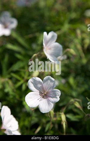 Géranium SANGUIN GERANIUM CLARKEI CACHEMIRE BLANC FLEUR EN JUIN Banque D'Images