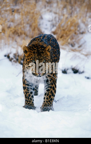 Panthère debout dans la neige Banque D'Images