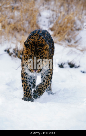 Panthère debout dans la neige Banque D'Images