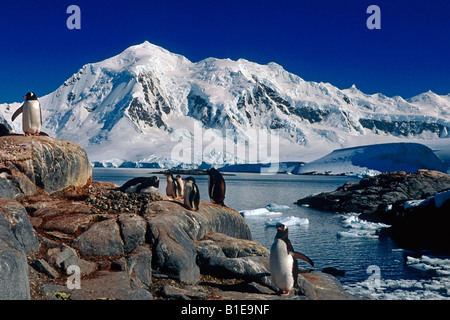 Groupe de manchots sur les rochers le long du littoral de l'été antarctique Banque D'Images