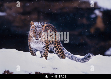 Panthère debout dans la neige Banque D'Images