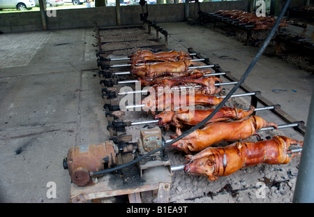 Torréfaction porcs sur un charbon de bois à un pique-nique croate Banque D'Images