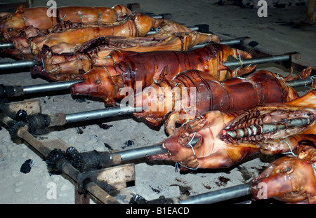 Torréfaction porcs sur un charbon de bois à un pique-nique croate Banque D'Images