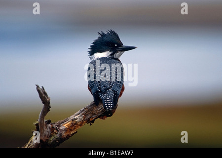 Ringed Kingfisher perché sur branche d'arbre d'été Angentina Terre de Feu Banque D'Images