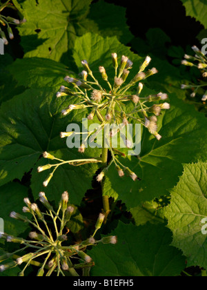 Pétasite blanc (petasites albus) Banque D'Images