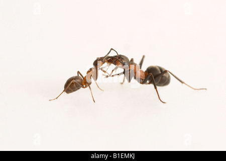 Petite Fourmi Rouge (Formica polyctena). Deux travailleurs de communiquer les uns avec les autres, studio photo Banque D'Images