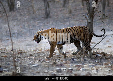 Tigre du Bengale qui patrouillait près de Machali Padam talao ou lac, Ranthambhore Forest, L'Inde. [In] Banque D'Images