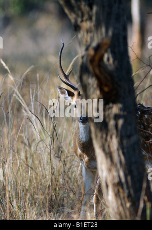 Spotted Deer ou Chital (Axis axis) Banque D'Images