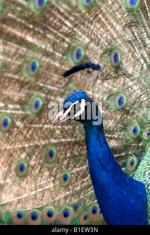L'Indien, paons bleu Pavo cristatus. Un mâle l'affichage pour attirer l'attention d'un pois poule. Banque D'Images