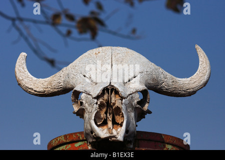 Crâne d'un gaur indiens dans la forêt sauvage de Tadoba Tiger Reserve, en Inde. Banque D'Images