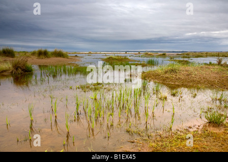 La plage après la marée haute, Point de Tentsmuir, Fife, Scotland Banque D'Images