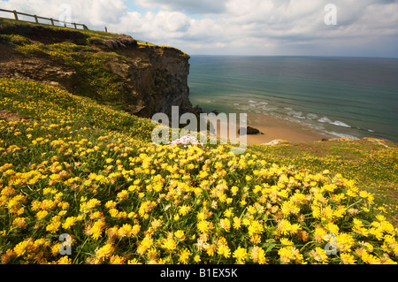 Les fleurs sauvages qui poussent sur la clifftops au Bedruthan Steps Carnewas Cornwall UK Banque D'Images