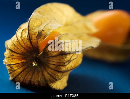 Physalis Physalis Banque D'Images