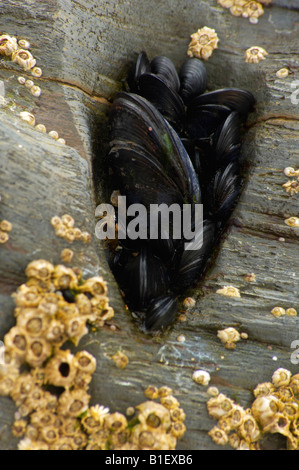 Grappe de moules sur les rochers de plus en plus de Cornouailles au Bedruthan Steps beach Cornwall UK Banque D'Images